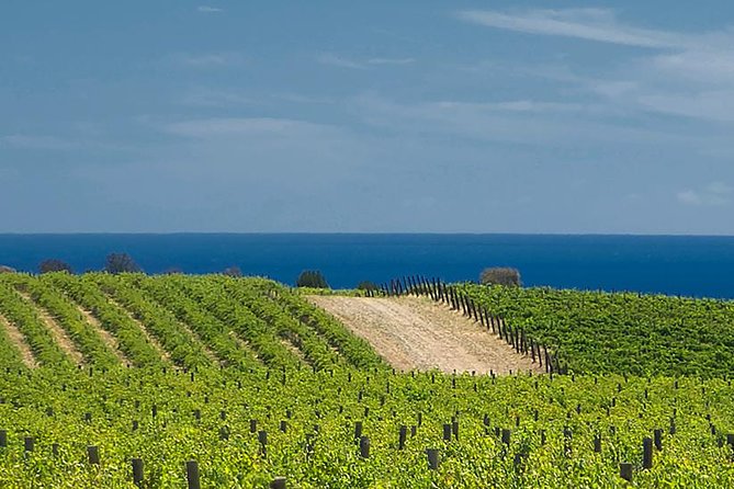 McLaren Vale Winery Small Group Tour with Wine Tasting and Lunch - The 4 cellar doors: what each stop tends to deliver