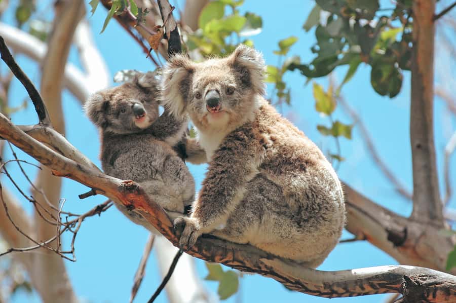 Melbourne: 12 Apostles, Otways & Great Ocean Road Day Tour - Packing smart for a long day: shoes, layers, and camera time