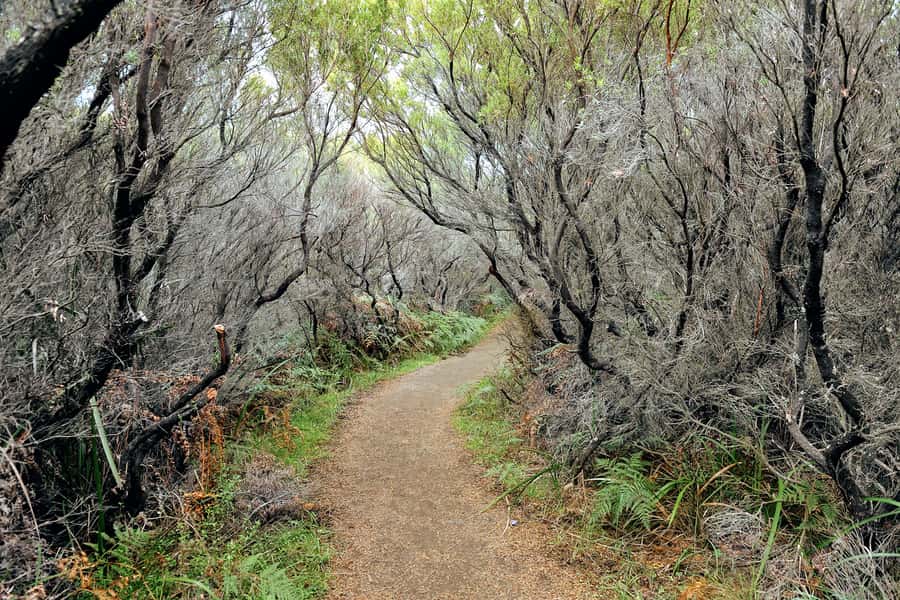 Melbourne: 12 Apostles, Otways & Great Ocean Road Day Tour - Redwood Forest and koala spotting around Kennett’s River