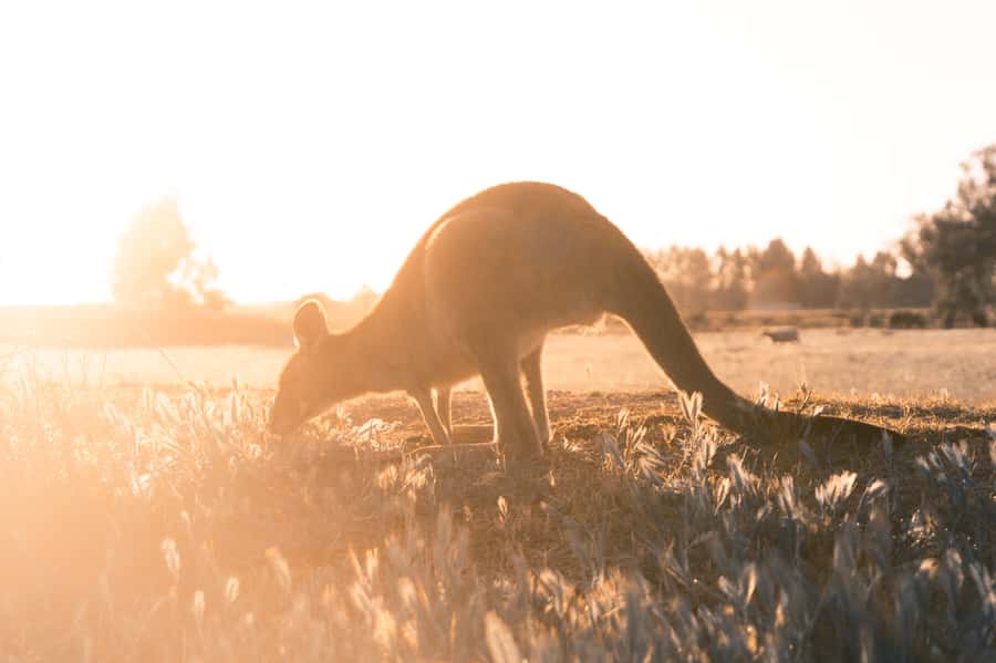 Melbourne: 12 Apostles, Otways & Great Ocean Road Day Tour - What you pay for, and what you still need to budget
