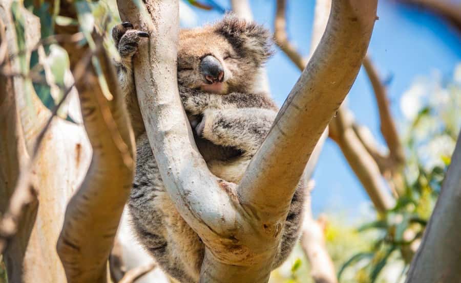 Melbourne: 12 Apostles Sunset Tour - Less Crowds - Kennett River: koalas, eucalyptus walks, and lunch timing