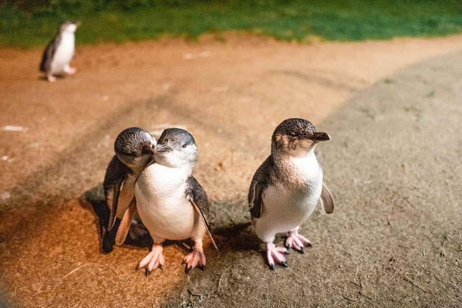 Melbourne: Boutique Phillip Island Wine, Dine & Penguin Tour - Koala Conservation Reserve plus quick coastal stops like Flynns Beach