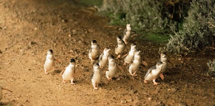 Melbourne: Boutique Phillip Island Wine, Dine & Penguin Tour - Price and value at $162: what you get for a long 11-hour day