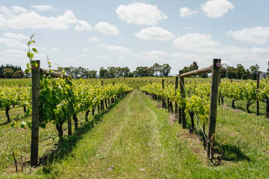 Melbourne: Full-Day Yarra Valley Wine Experience with Lunch - Why this Yarra Valley day trip feels like more than a checklist