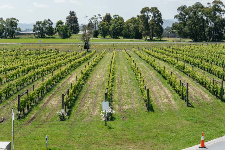 Melbourne: Full-Day Yarra Valley Wine Experience with Lunch - Immigration Museum start: easy meeting point, fewer surprises than you expect
