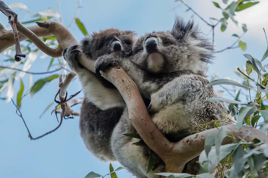 Melbourne: Great Ocean Road & Rainforest Trip - Key highlights you’ll feel on this Great Ocean Road day