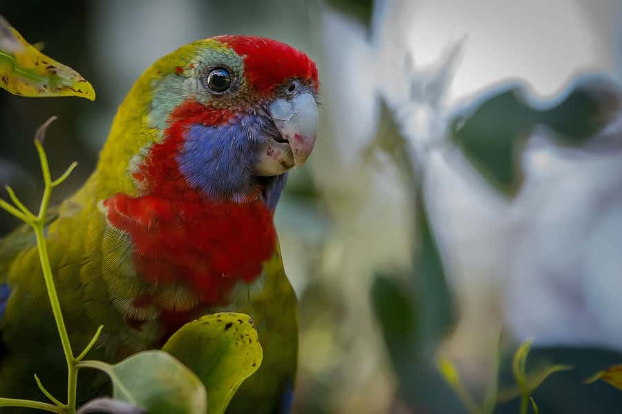Melbourne: Great Ocean Road & Rainforest Trip - Comfort and timing tips that actually matter
