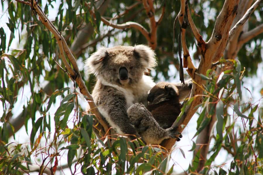 Melbourne: Great Ocean Road & Rainforest Trip - Apollo Bay lunch: budget-friendly, and worth planning for