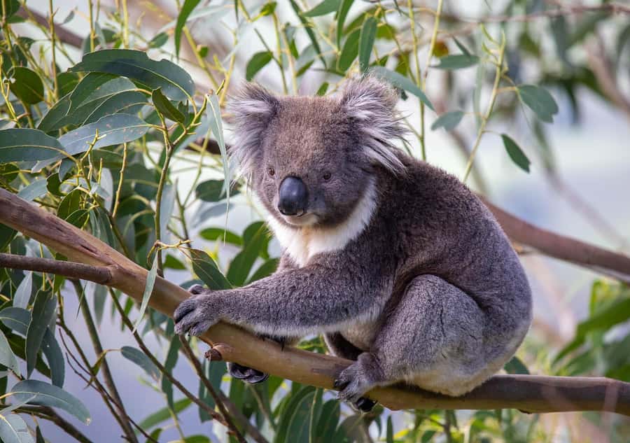 Melbourne: Great Ocean Road & Wildlife Tour for Backpackers - Why this Great Ocean Road wildlife day works for 18-35