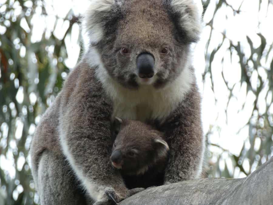 Melbourne: Great Ocean Road & Wildlife Tour for Backpackers - Great Otway National Park: koalas in habitat, plus wildlife variety