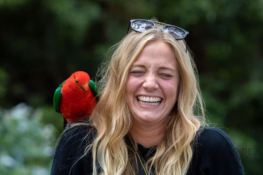 Melbourne: Great Ocean Road & Wildlife Tour for Backpackers - Apollo Bay free time: lunch on your terms