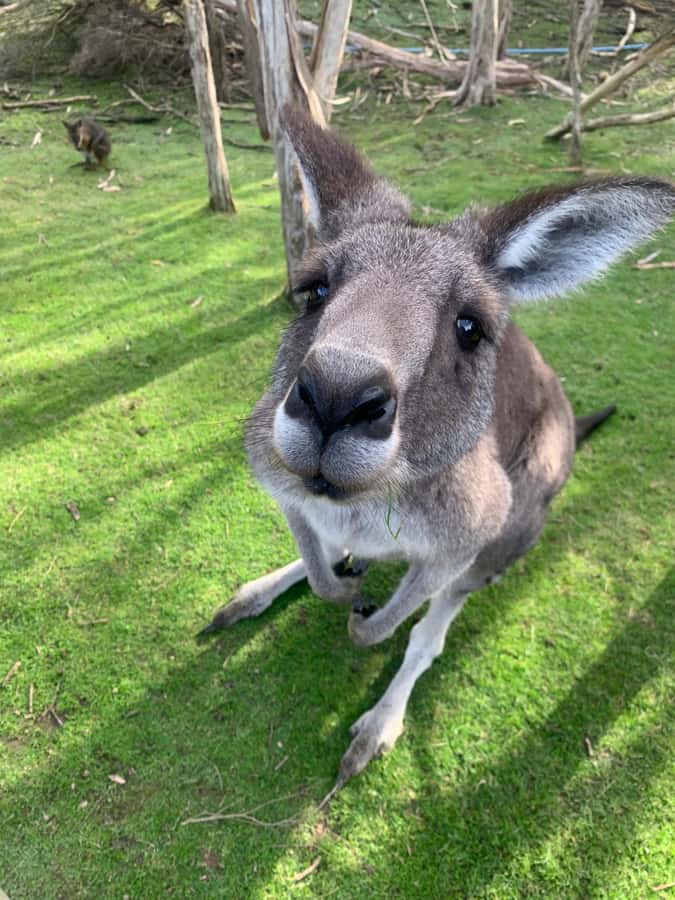 Melbourne: Moonlit Sanctuary and Brighton Beach Boxes Tour - A Half-Day Combo: Brighton Beach Boxes Then Moonlit Sanctuary Wildlife
