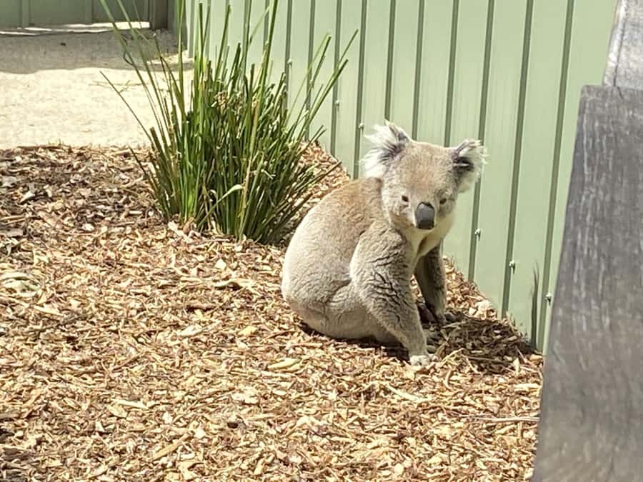 Melbourne: Moonlit Sanctuary and Brighton Beach Boxes Tour - How to Use Your Sanctuary Time Without Feeling Rushed