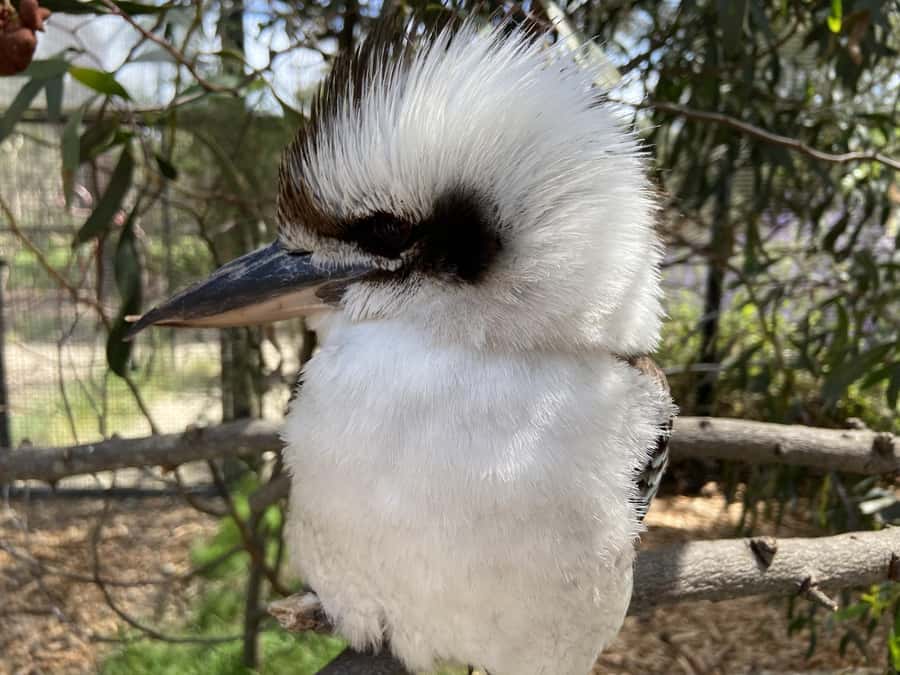 Melbourne: Moonlit Sanctuary and Brighton Beach Boxes Tour - $73 Per Person: Is This Good Value for a Four-Hour Morning?