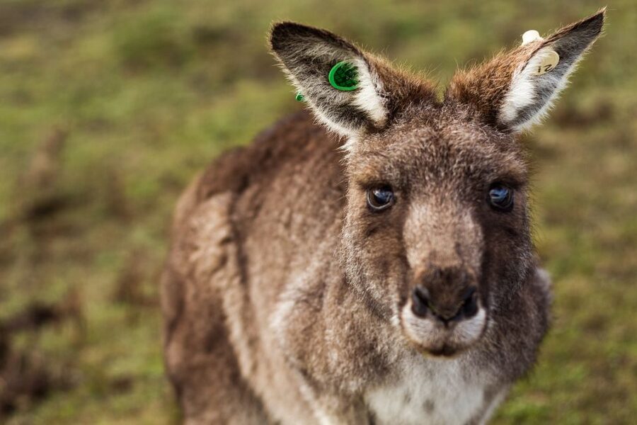 Melbourne: Mornington Peninsula & Hot Springs Tour 8 pax max - Bushrangers Bay hike: 5 km of coastal views and wildlife spotting
