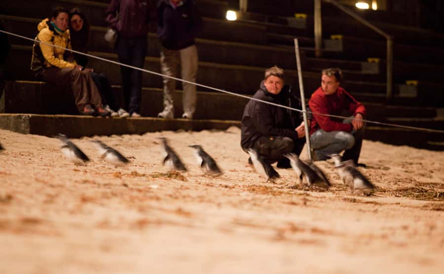 Melbourne: Phillip Island Tour & Penguin Parade - Price and value for a full wildlife day from Melbourne