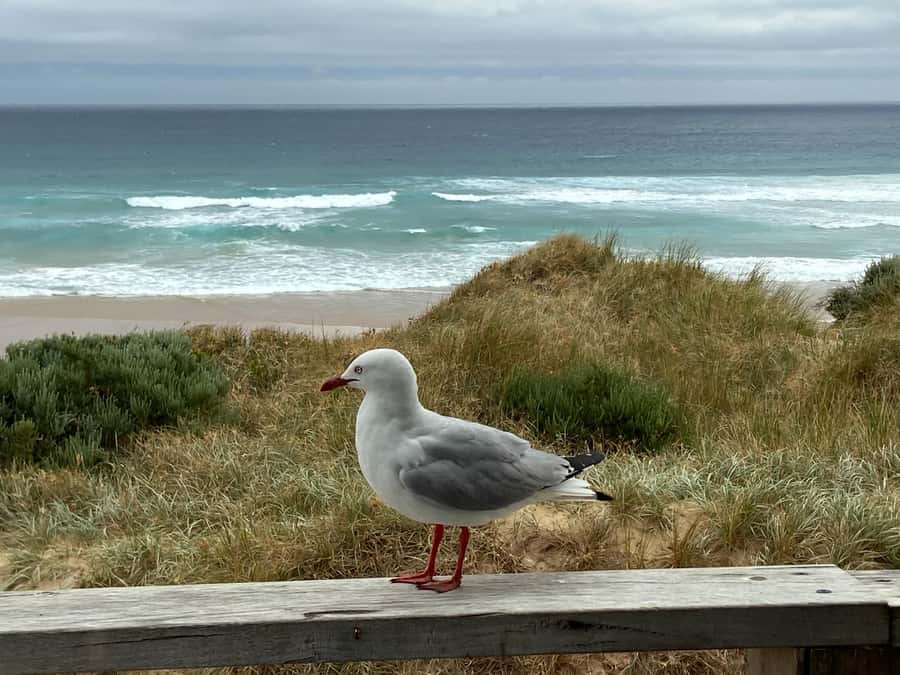 Melbourne: Phillip Island Tour & Penguin Parade - Woolamai Surf Beach: where surf culture meets the road trip
