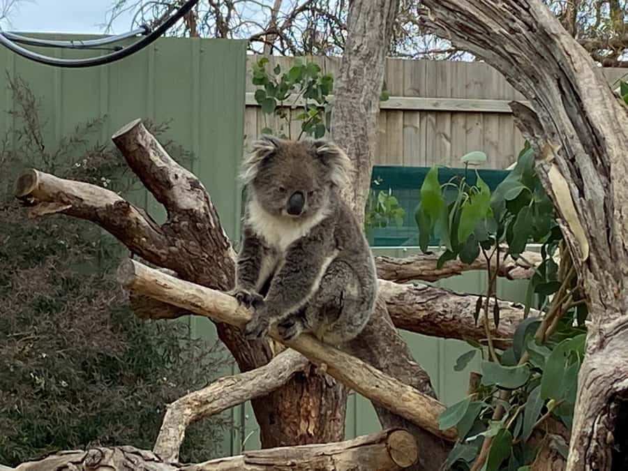 Melbourne: Phillip Island Tour & Penguin Parade - Who this Phillip Island day trip is best for