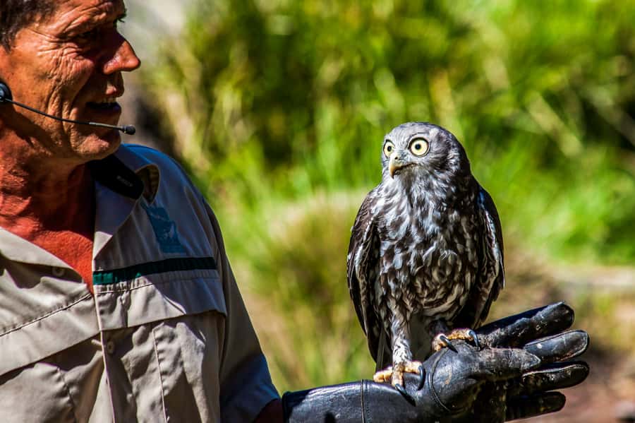 Melbourne: Puffing Billy & Healesville Sanctuary Scenic Tour - Key things I’d watch for on this Melbourne day trip