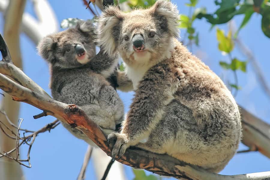 Melbourne: Puffing Billy & Healesville Sanctuary Scenic Tour - Melbourne to the Dandenong Ranges: why this day feels efficient