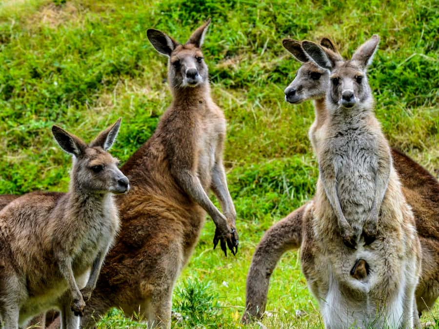 Melbourne: Puffing Billy & Healesville Sanctuary Scenic Tour - Should you book? My take on whether it fits your Melbourne trip