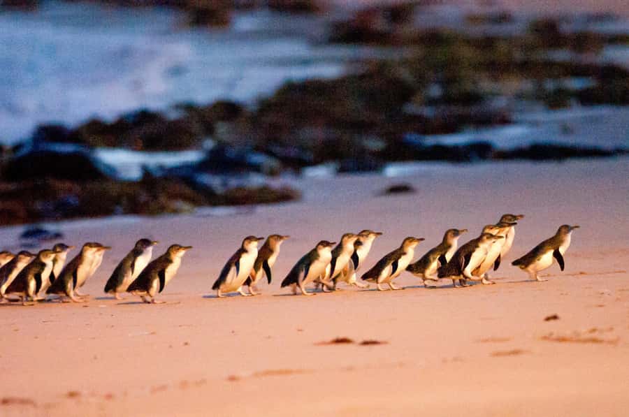 Melbourne: Puffing Billy Penguin Parade Brighton Boxes Tour - Why this trip works for a one-day taste of Victoria