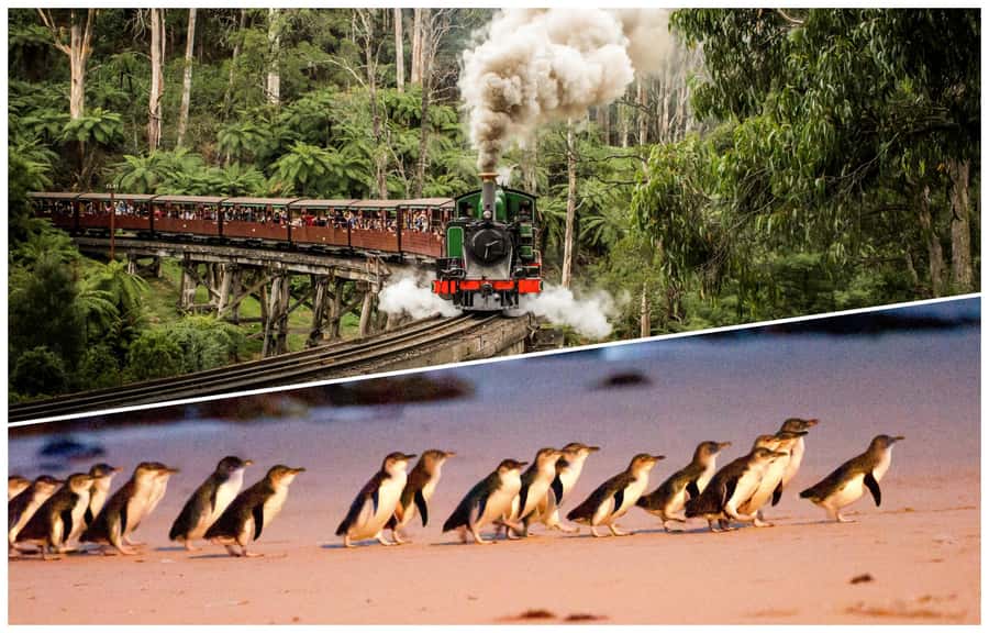 Melbourne: Puffing Billy Railway & Penguin Parade Day Tour - Puffing Billy through the Dandenong Ranges: the main event