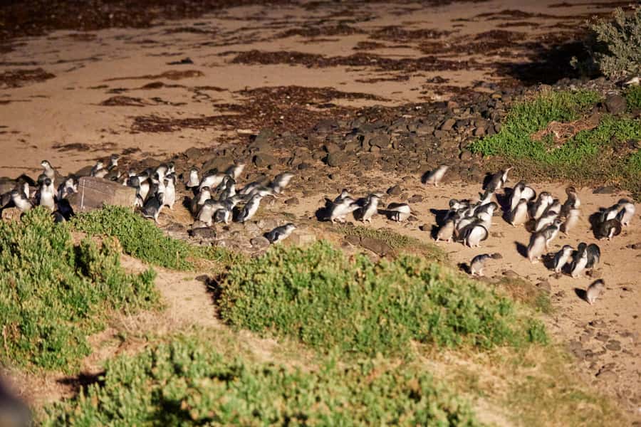 Melbourne: Puffing Billy Railway & Penguin Parade Day Tour - Value and cost: is $145 reasonable for this big combo day?