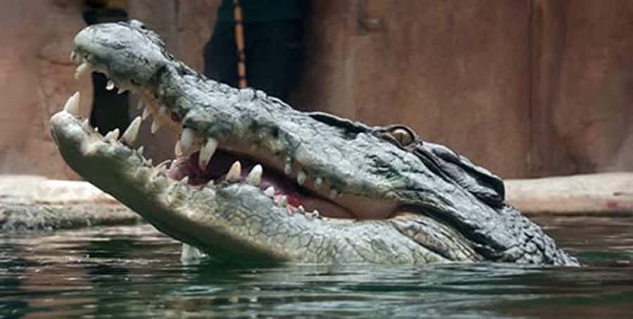 Melbourne: SEA LIFE Aquarium Entrance Ticket - Price and Value: Is $28 Worth It?