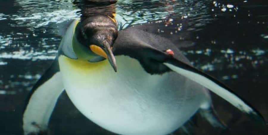 Melbourne: SEA LIFE Aquarium Entrance Ticket - The Oceanarium Feeding Moment and the 2.2 Million Liter Scale