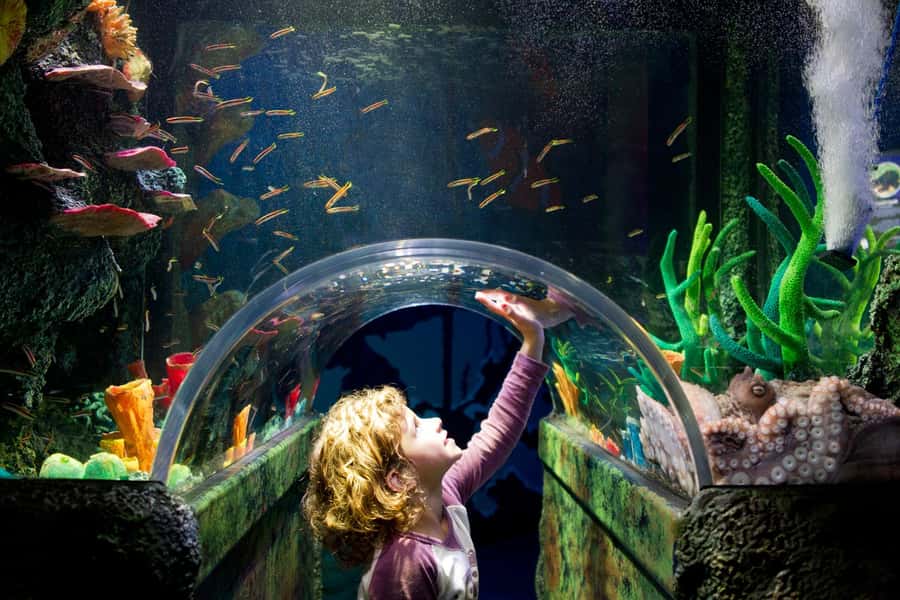 Melbourne: SEA LIFE Aquarium Entrance Ticket - Elephant Sharks and the Seahorse Paternity Ward