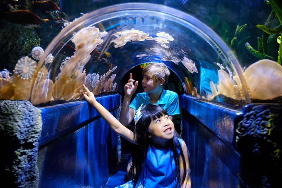 Melbourne: SEA LIFE Aquarium Entrance Ticket - Bay of Rays: Watching Sting Rays Like Never Before