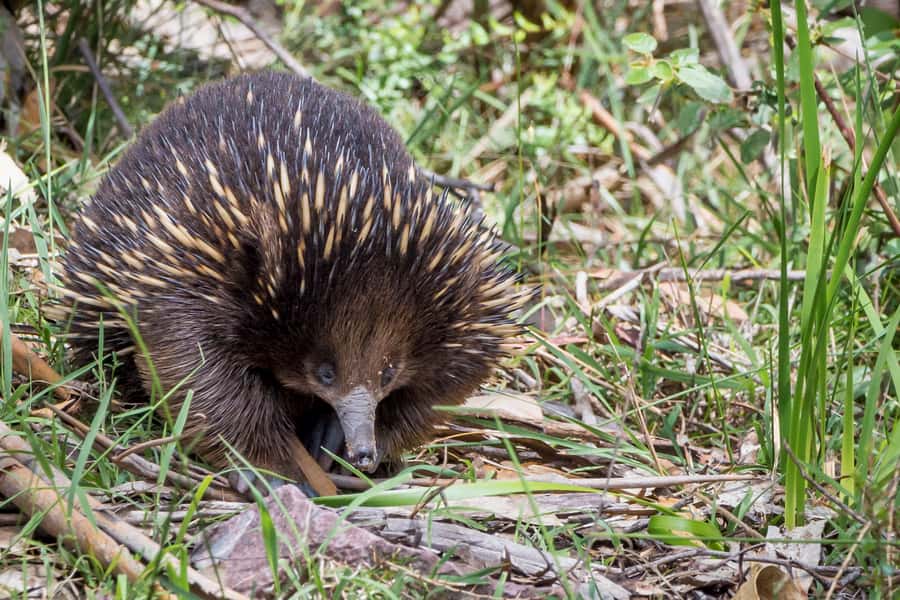 Melbourne to Adelaide: 2-Day Overland Explorer Tour - Day 2 morning in Grampians: lookouts, short walks, and big drops