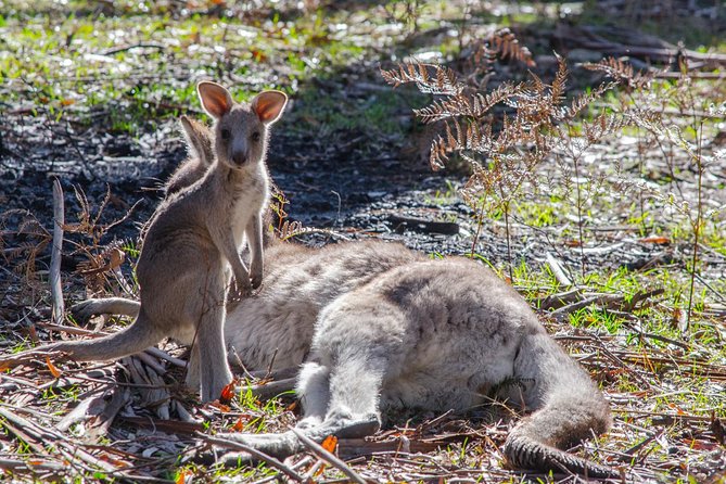Melbourne to Adelaide 3-Day Great Ocean Road & Grampians Tour - Why This Melbourne to Adelaide Tour Feels Effortless