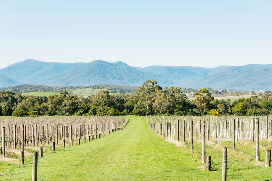 Melbourne: Yarra Valley Wine, Cider, Gin, Beer, & Choc Tour - Four Pillars Gin Distillery: The G&T Paddle Moment