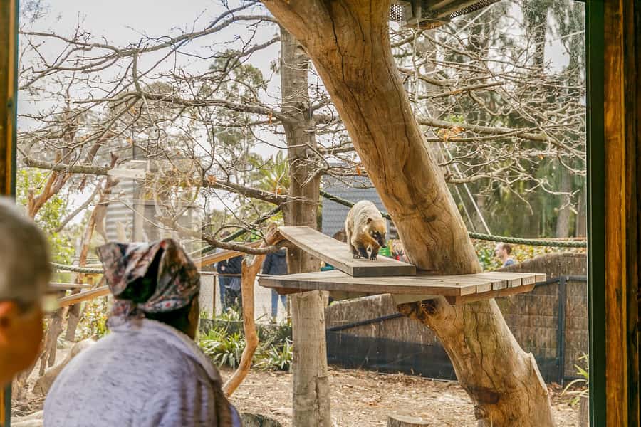 Melbourne Zoo: 1-Day Entry Ticket - Key highlights before you go