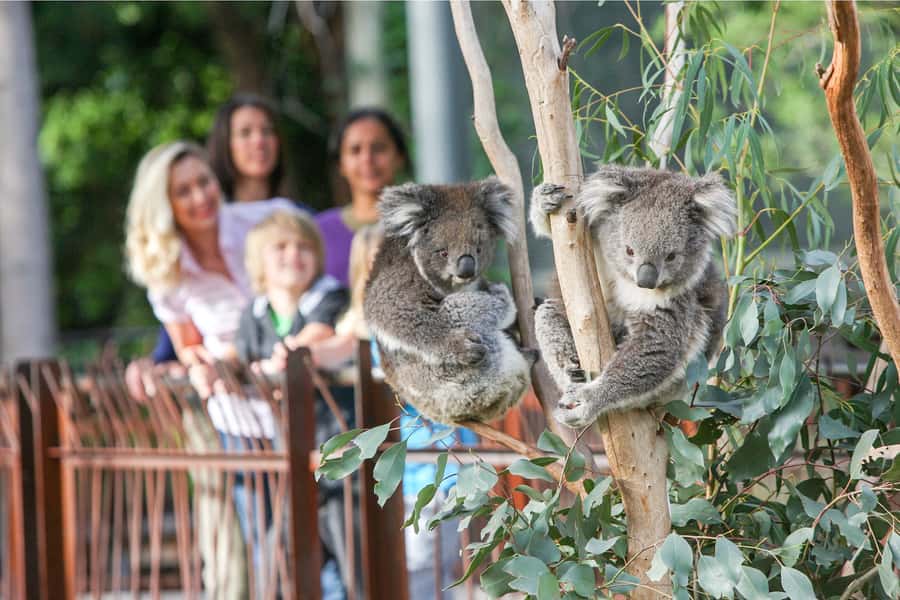 Melbourne Zoo: 1-Day Entry Ticket - How to Plan a Smooth One-Day Visit (9:00 AM to 5:00 PM)