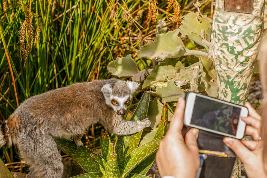 Melbourne Zoo: 1-Day Entry Ticket - Asian Rainforest and African Habitat Zones: The Part Families Love Most