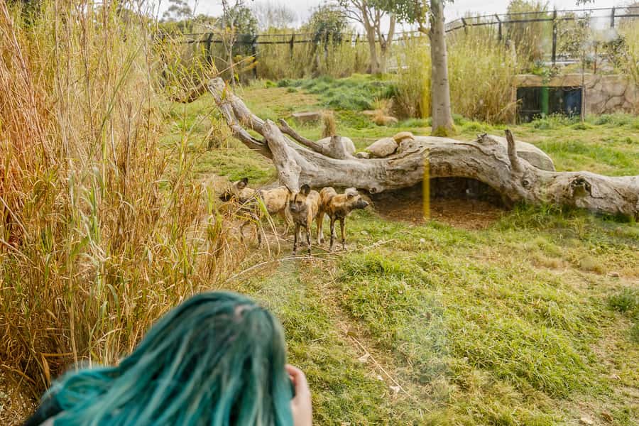 Melbourne Zoo: 1-Day Entry Ticket - Australian Bush Encounters: Koalas, Kangaroos, Wombats, and Emus
