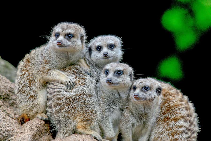 Melbourne Zoo: 1-Day Entry Ticket - Penguins and Australian Fur Seals: A Cooler Underwater Finish