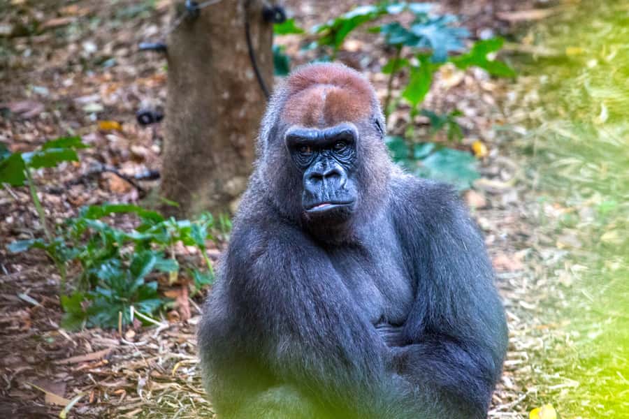 Melbourne Zoo: 1-Day Entry Ticket - Keeper Presentations and Volunteers: What to Ask During the Set Times