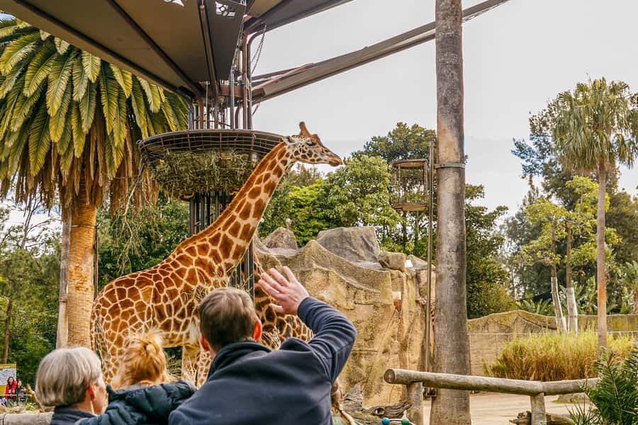 Melbourne Zoo: 1-Day Entry Ticket - Getting There Easily: Tram 58, Upfield Trains, and Bus 505