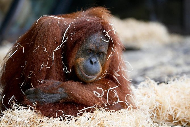Melbourne Zoo General Entry Ticket - Key highlights at Melbourne Zoo general admission