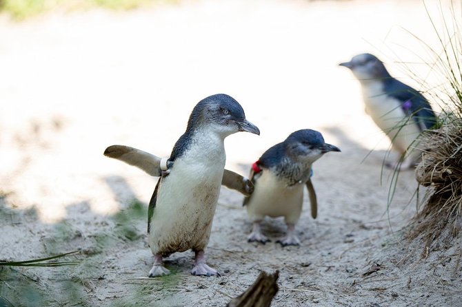 Melbourne Zoo General Entry Ticket - Your best timing: how long to plan and when to show up