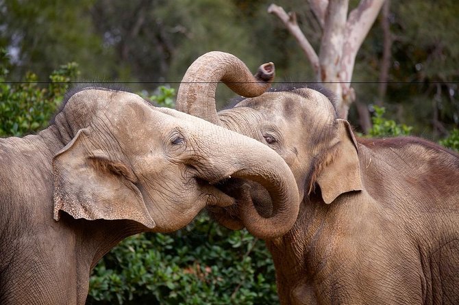 Melbourne Zoo General Entry Ticket - Trail of Elephants and open-air savanna views