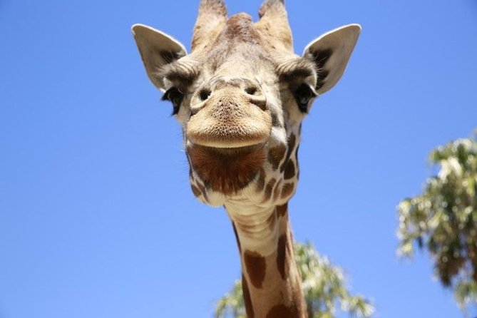 Melbourne Zoo General Entry Ticket - Getting in and navigating: mobile ticket, transit access, and a simple route