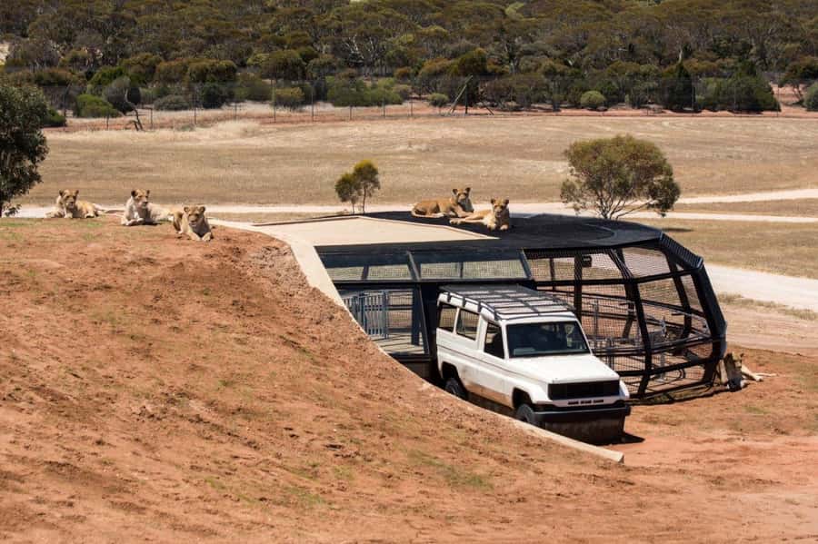Monarto Safari Park: General Admission Tickets - Key things that make Monarto Safari Park special