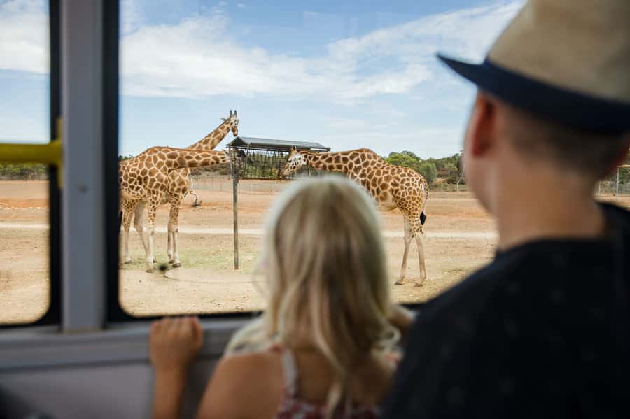 Monarto Safari Park: General Admission Tickets - Monarto Safari Park at a Glance: Big Animals, Big Space