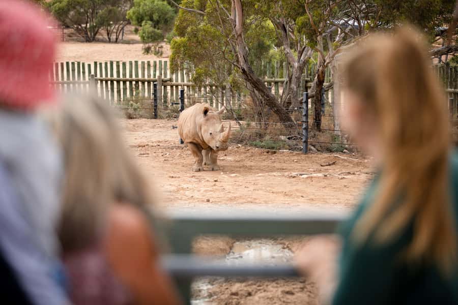 Monarto Safari Park: General Admission Tickets - Giraffes, rhinos, lions, and the “show up at the right time” factor