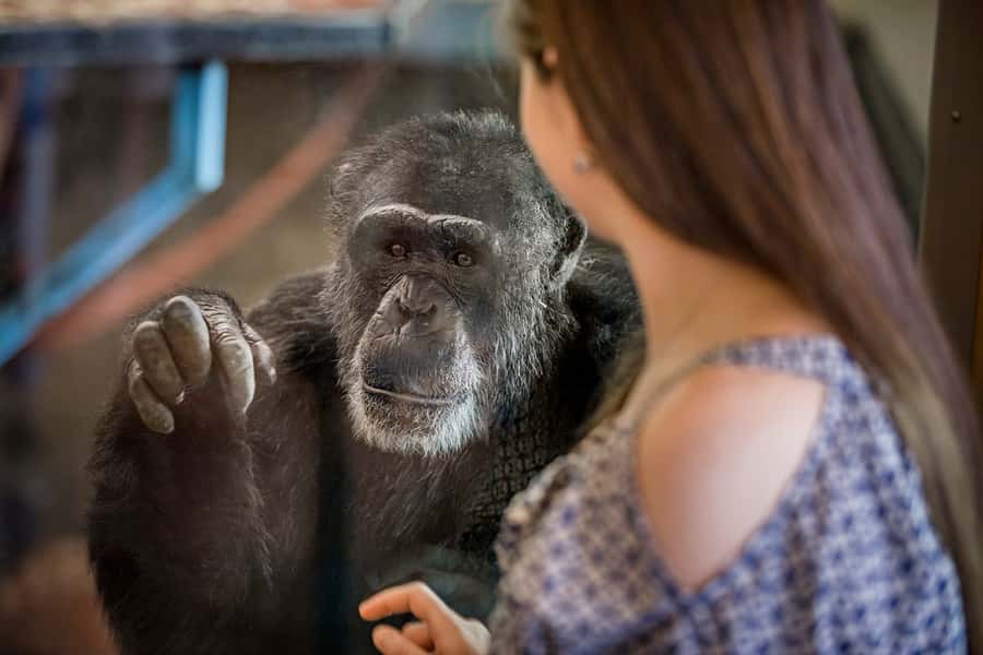 Monarto Safari Park: General Admission Tickets - Tickets, timing, and the easiest way to start your day (09:30 to 17:00)